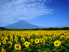 富士山夏０２