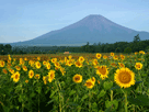 富士山夏１９