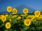 富士山夏２５