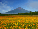富士山夏３３