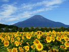 富士山夏４３