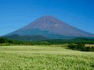 富士山秋８１