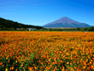 富士山秋１１６