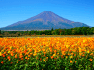 富士山秋１１７