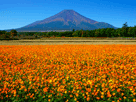 富士山秋１１８