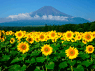 富士山夏６１