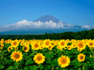 富士山夏６５