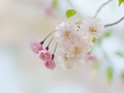 桜１４２