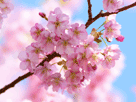 桜１４６