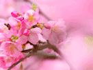 桜１４７