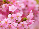 桜１４８