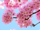 桜１５０