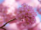 桜１５２