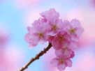 桜１５７