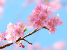 桜１９７