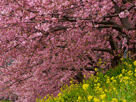桜２０５