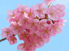 桜２０７