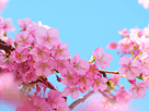 桜３１７