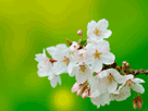 サクラ（桜）のフリー素材（写真素材）