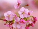 桜６２