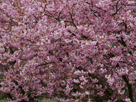 桜６５