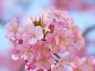 桜１１５