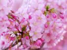 桜１２３