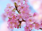 桜１２４