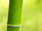 竹のフリー素材（写真素材）