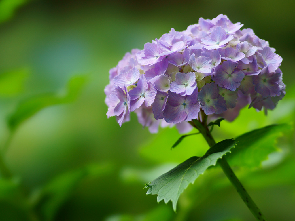 アジサイ 紫陽花 １ 無料写真素材ならフリー素材タウン