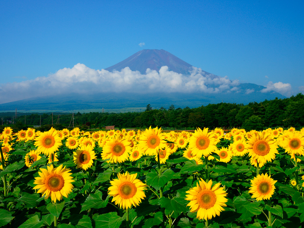 富士山夏２ 無料写真素材ならフリー素材タウン