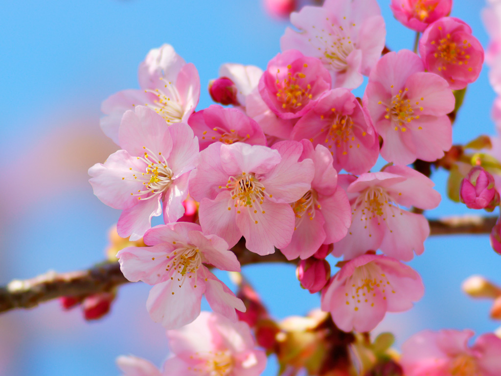 サクラ 桜 ４ 無料写真素材ならフリー素材タウン