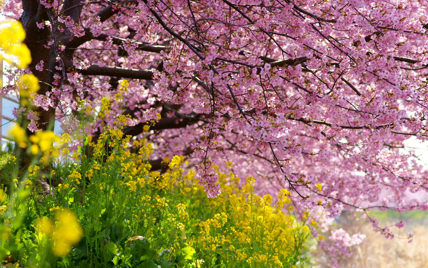 サクラ 桜 1440 900 無料写真素材ならフリー素材タウン
